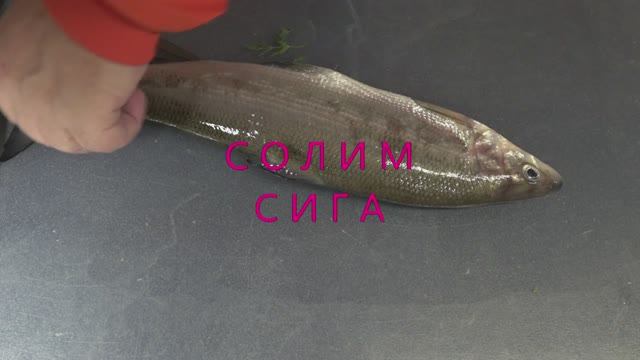 Солим сига