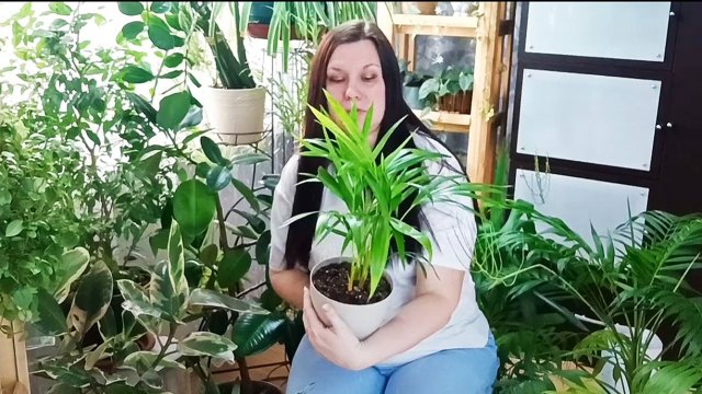Комнатные растения из " Пятерочки". Мой обзор. А вы покупаете цветы в сетевых магазинах?