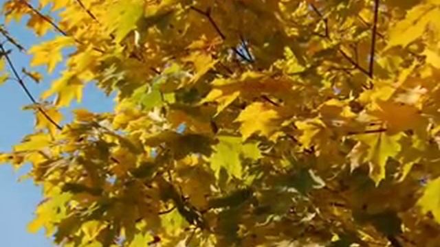 Вадим Козин Осень Vadim Kozin Autumn
