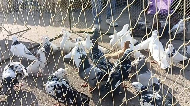 Выставка - ярмарка г Воронеж 22.03.25г.