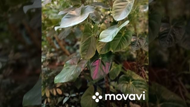 ботанический сад