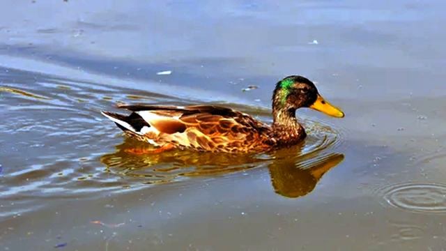 Звуки утки  Кряквы. Звуки природы