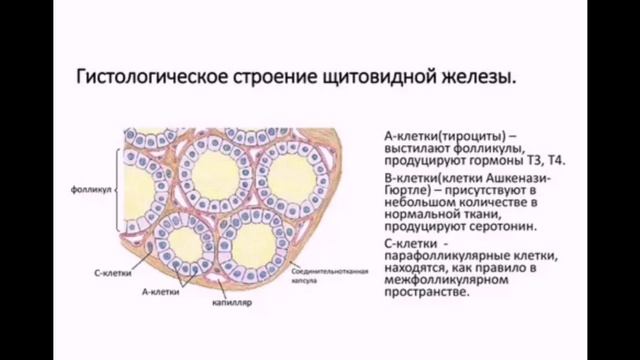 Эндокринная система. Гистология