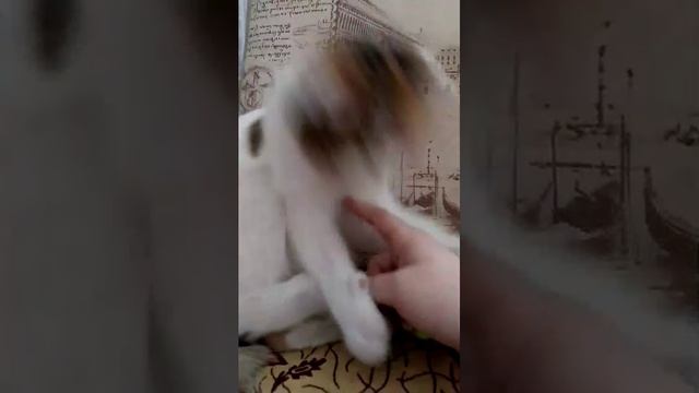 Сонька