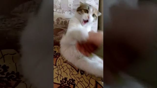 Сонька