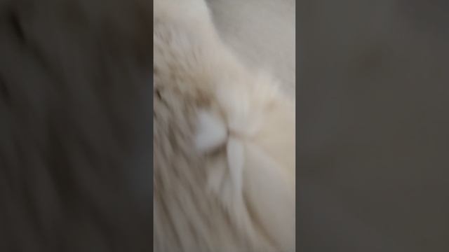 1000008203.mp4