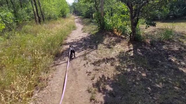 Выходной. Прогулка с собакой. Мысли в слух.