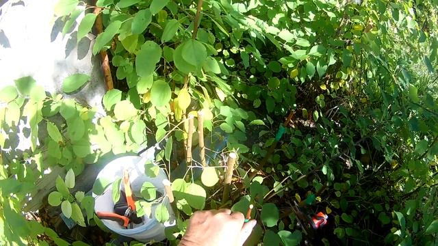 Прививка груши осенью №-3 24. 08. 22г прививочным секатором с Али Экспресс ОЧЕНЬ КЛАССНО !!!