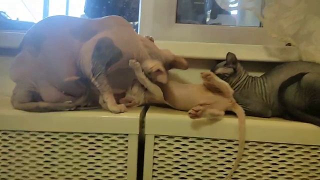 VID_20250326093635.mp4
