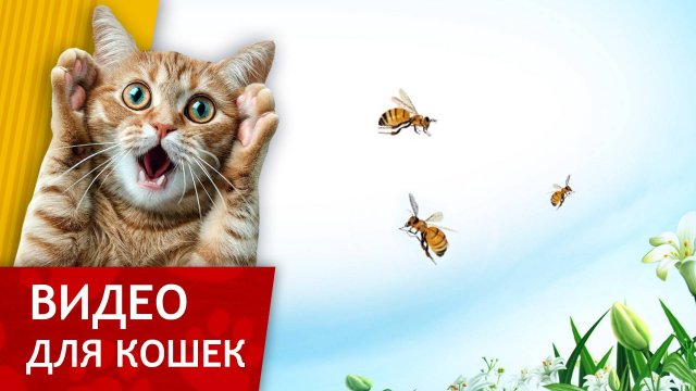 Видео для Кошек - Пчелиный танец (Развлеки своего кота)