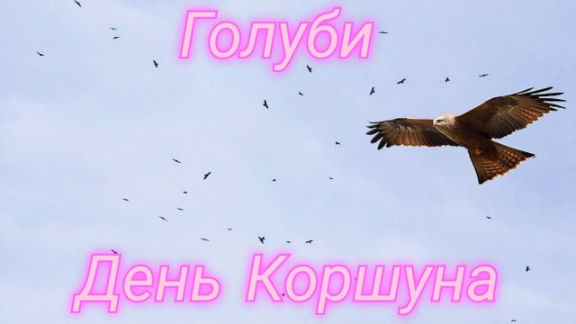 Голуби - День Коршуна