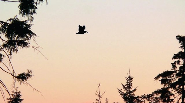 ОТКРЫТИЕ ВЕСЕННЕЙ ОХОТЫ! НА ТЯГЕ ВАЛЬДШНЕПА!