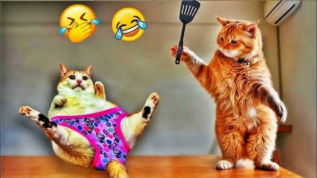 СМЕШНОЕ ВИДЕО 🤩❤️ Смешные видео про животных🤩Приколы с животными🤩Наши любимые смешные животные🤩