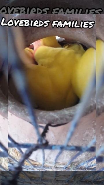 love birds mating