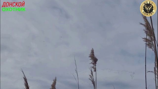Удачная охота на ГУСЯ