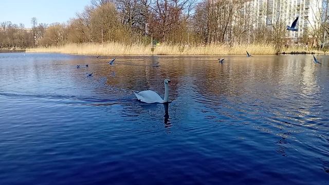 Прогулка около Летнего озера