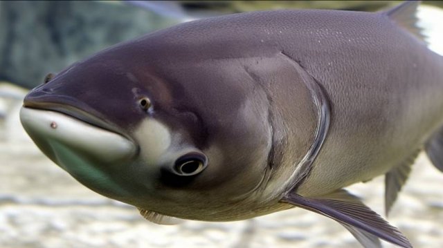 РР4: Ахтуба —буффало. Русская Рыбалка 4 (83 серия)