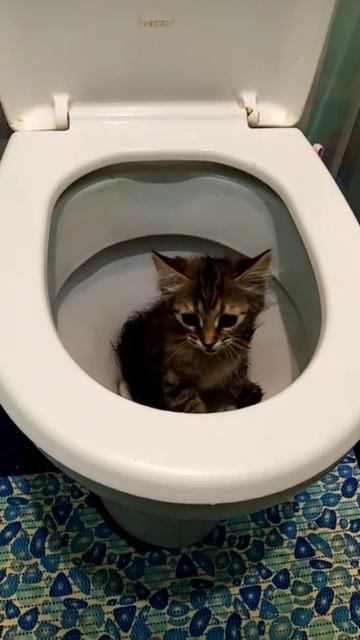 Зверье мое!