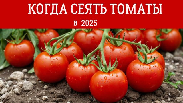 КОГДА СЕЯТЬ ТОМАТЫ на рассаду В 2025 ГОДУ: Подберите СРОКИ ДЛЯ СВОЕГО РЕГИОНА и сорта