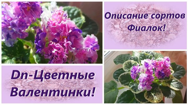 Dn-Цветные Валентинки! Описание сортов Фиалок!