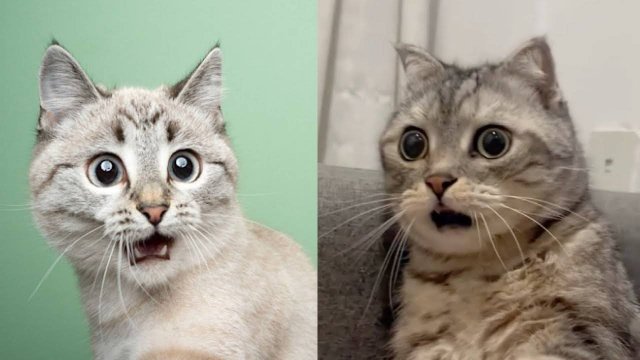 😼 Подборка смешных котов, постарайтесь не засмеяться! 😂 Смешные видео с котами, снятые на камеру!
