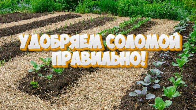 Огород. Солома на грядках, как правильно?