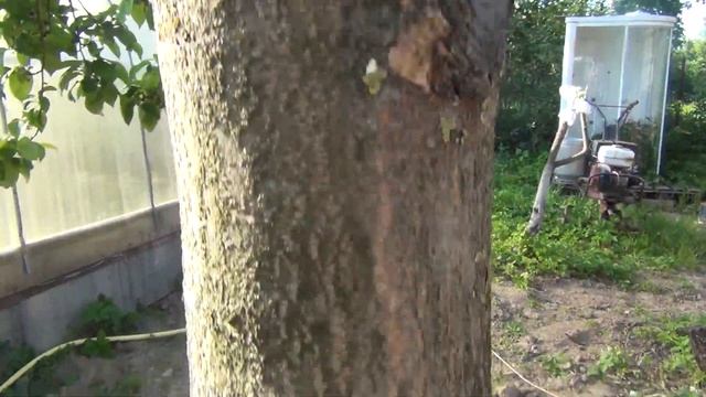 Весенняя обрезка яблонь. Прививки и их развитие с апреля по сентябрь