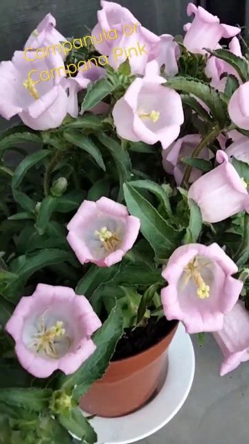 Campanula Flower | Campana Pink Flower | Wild Flower From Forest #flowers #shorts #fyp #flowerlover