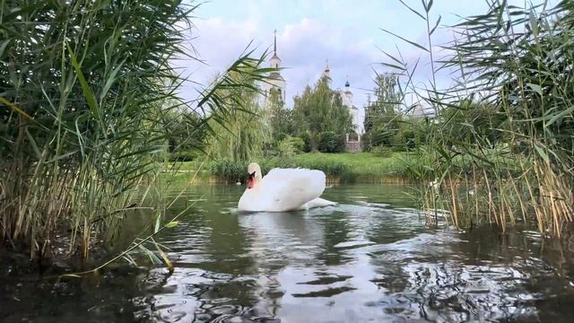 Белоснежный красавчик лебедь