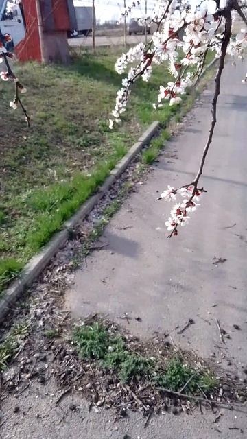 VID_20250401_153805
