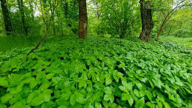 Relaxing Rain Sounds in the Spring Forest