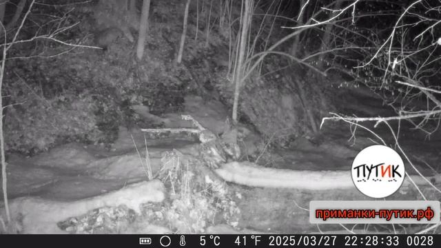 Приманка на барсука и медведя "Путик - Увалень"