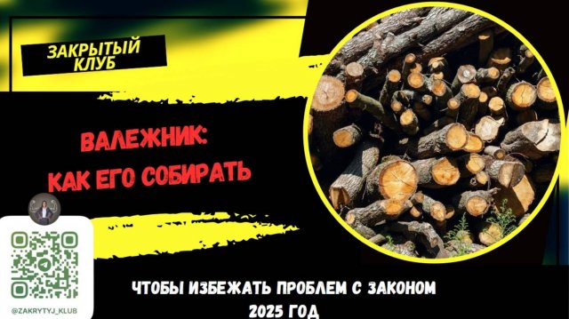 Сбор валежника 🪵 в лесу🌳🌲: сроки👐, штрафы 2025