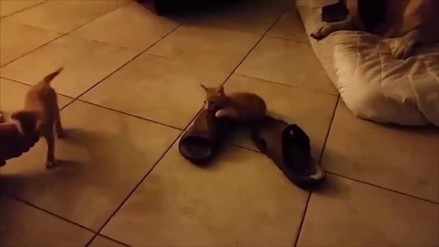 Забавные животные№136