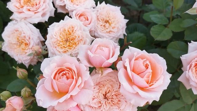 Роза Поль Бокюз Paul Bocuse