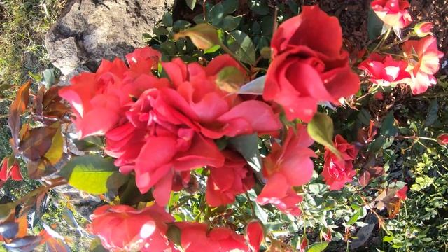 Роза Cinco de Mayo Чинко де Майо