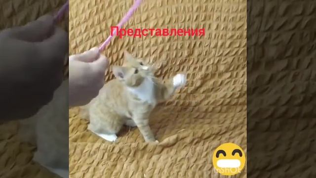 Рыжуха ТВ играет (новая версия)