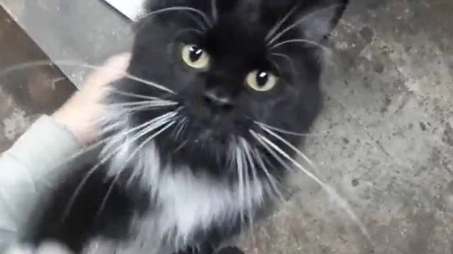 Кошка поздоровалась и ушла (без звука)
