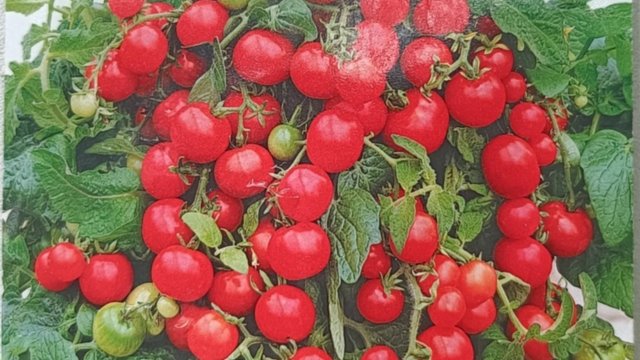 Помидоры "Балконное чудо"-ожидание и реальность.