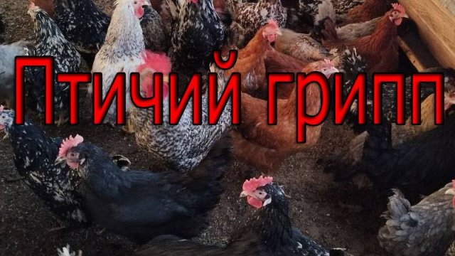 Птичий грипп, что делать?
