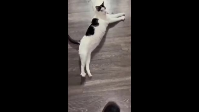 Забавные животные№135