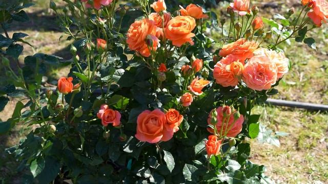 Рассказываем про сорт "Феникс"