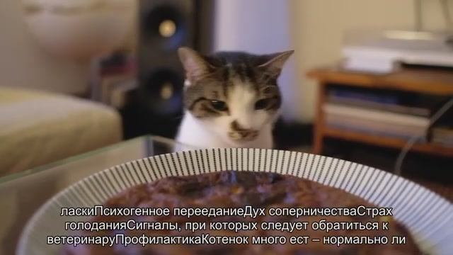 Почему кошка  постоянно просит есть