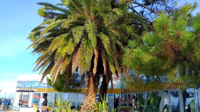 Обстановка в Адлере (Сочи) весной: шикарный солнечный день, толпы туристов, сезон-2025 почти начался