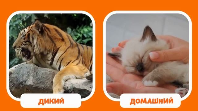Изучаем противоположности/ РАЗВИВАЙКА/ ДЛЯ МАЛЫШЕЙ