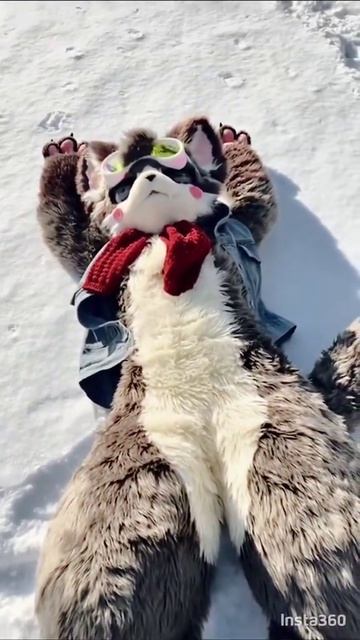 Furry #furry