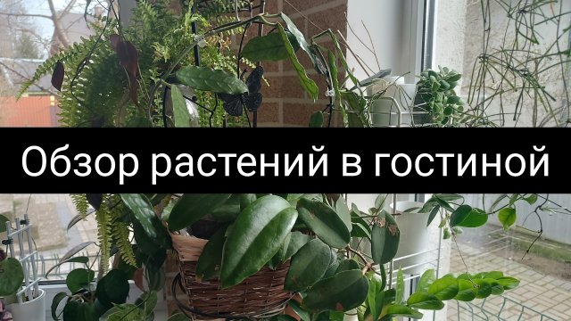 обзор растений в гостиной