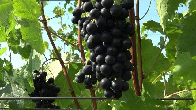 Виноград Шкода 2024г