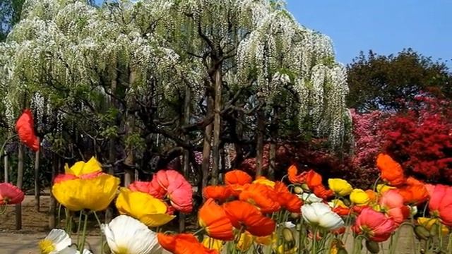 САД  ЛЮБВИ. Природа. Музыка.