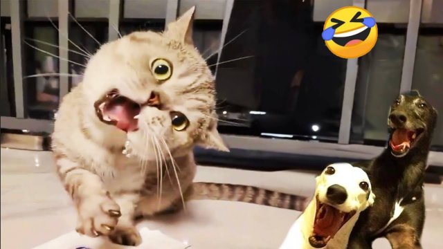Смешные видео животных 😂 Самые смешные животные. Лучшие приколы с котами и собаками 😂